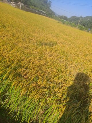 딱딱이~~님의 벼 · 자유게시판 작성글 사진