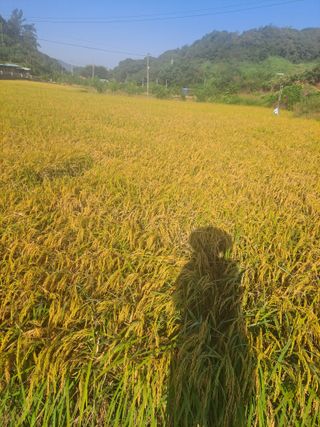 딱딱이~~님의 벼 · 자유게시판 작성글 사진