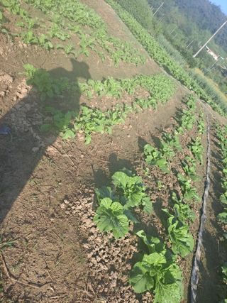 딱딱이~~님의 벼 · 자유게시판 작성글 사진