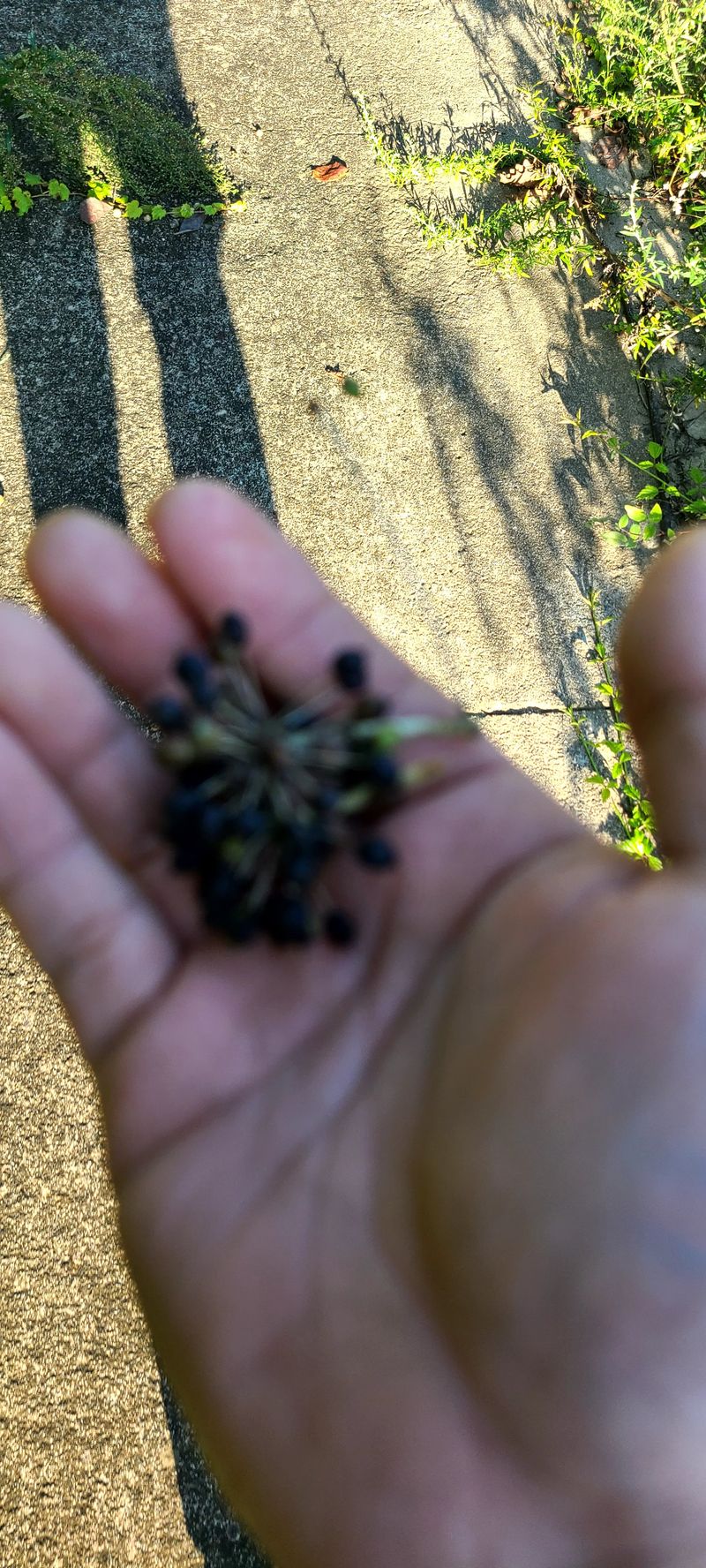 나무도깨비농원님의 장터 판매 상품 [엄나무 씨앗 판매 및 모종 예약받습니다.] 첨부 사진