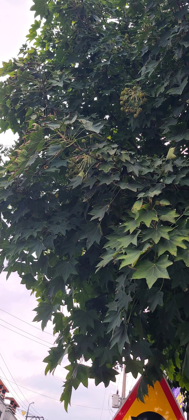 나무도깨비농원님의 장터 판매 상품 [엄나무 씨앗 판매 및 모종 예약받습니다.] 첨부 사진