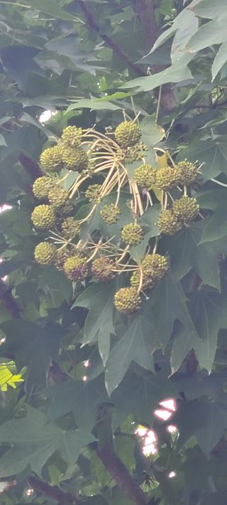 나무도깨비농원님의 작성글 사진