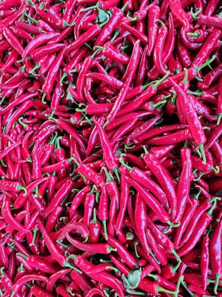 갈마골님의 9월 내 작물 자랑하기 · 참여글 작성글 사진