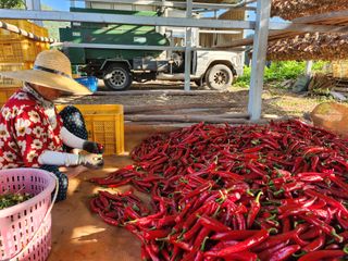 갈마골님의 9월 내 작물 자랑하기 · 참여글 작성글 사진