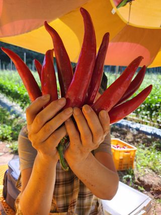 갈마골님의 9월 내 작물 자랑하기 · 참여글 작성글 사진