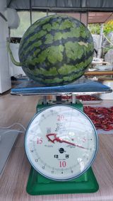 팜모닝 9월 내 작물 자랑하기·참여글 게시글 이미지