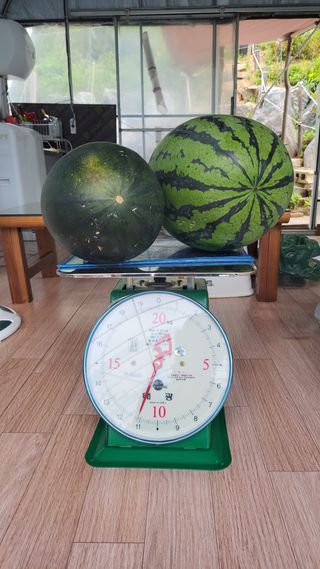 산막골농부님의 9월 내 작물 자랑하기 · 참여글 작성글 사진