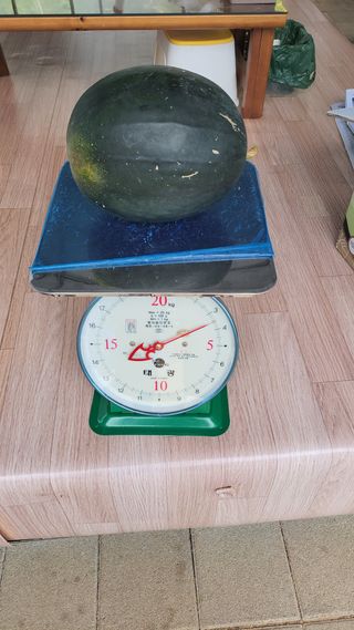 산막골농부님의 9월 내 작물 자랑하기 · 참여글 작성글 사진