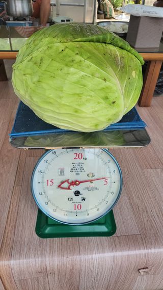 산막골농부님의 9월 내 작물 자랑하기 · 참여글 작성글 사진