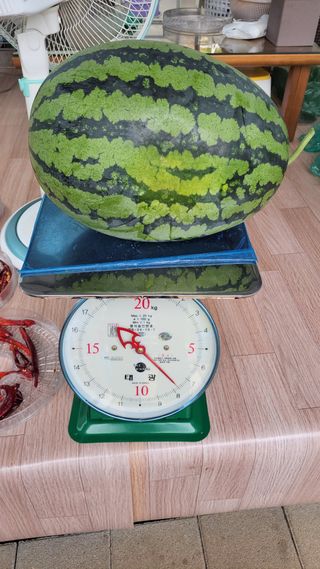 산막골농부님의 9월 내 작물 자랑하기 · 참여글 작성글 사진