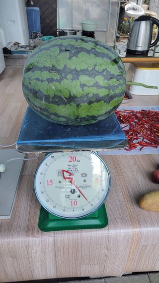 산막골농부님의 9월 내 작물 자랑하기 · 참여글 작성글 사진