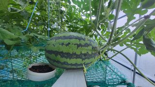 산막골농부님의 9월 내 작물 자랑하기 · 참여글 작성글 사진