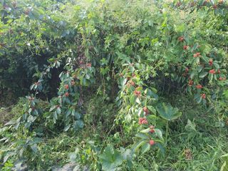 설이농원님의 9월 내 작물 자랑하기 · 참여글 작성글 사진