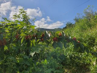 설이농원님의 9월 내 작물 자랑하기 · 참여글 작성글 사진