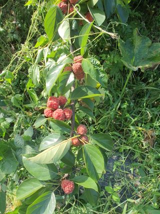 설이농원님의 9월 내 작물 자랑하기 · 참여글 작성글 사진