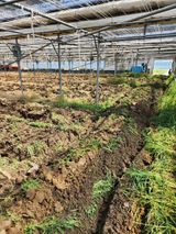 팜모닝 토마토·토양준비 게시글 이미지