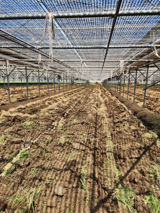 김지연님의 토마토 · 토양준비 작성글 사진