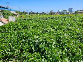 김영식님의 9월 내 작물 자랑하기 · 참여글 작성글 사진