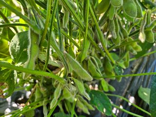 김영식님의 9월 내 작물 자랑하기 · 참여글 작성글 사진