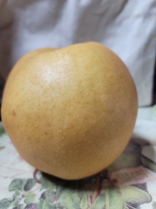 장재농원 최재석님의 자유주제 · 자유게시판 작성글 사진