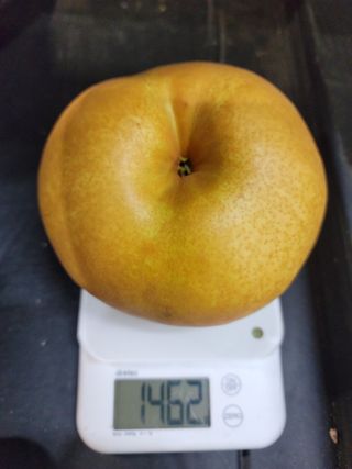 장재농원 최재석님의 자유주제 · 자유게시판 작성글 사진