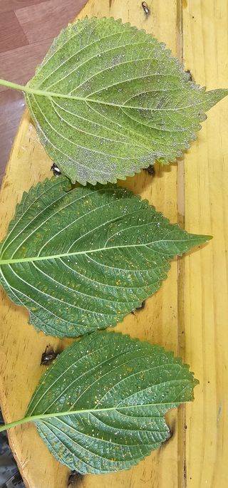 박성준님의 들깨 · 병해충상담 작성글 사진