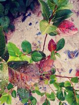 팜모닝 기타작물·병해충상담 게시글 이미지