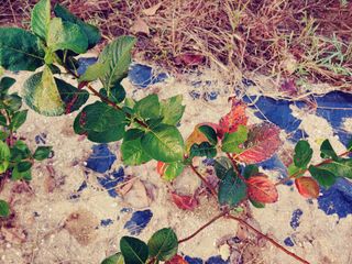 이수혁님의 기타작물 · 병해충상담 작성글 사진