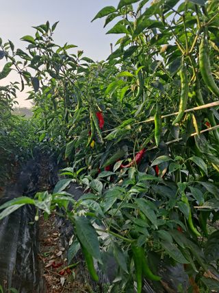 이승엽님의 9월 내 작물 자랑하기 · 참여글 작성글 사진