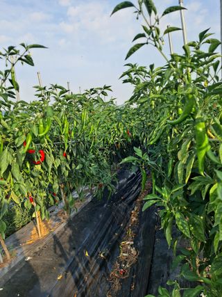 이승엽님의 9월 내 작물 자랑하기 · 참여글 작성글 사진