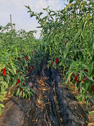 이승엽님의 9월 내 작물 자랑하기 · 참여글 작성글 사진