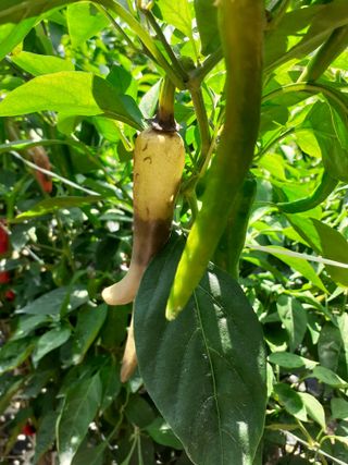 포천인삼농사꾼님의 고추 · 병해충상담 작성글 사진