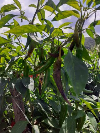 포천인삼농사꾼님의 고추 · 병해충상담 작성글 사진