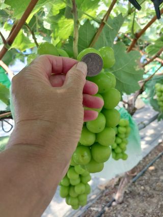 이레농장님의 9월 내 작물 자랑하기 · 참여글 작성글 사진