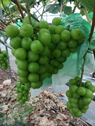 이레농장님의 9월 내 작물 자랑하기 · 참여글 작성글 사진