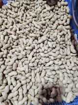 팜모닝 콩·자유게시판 게시글 이미지