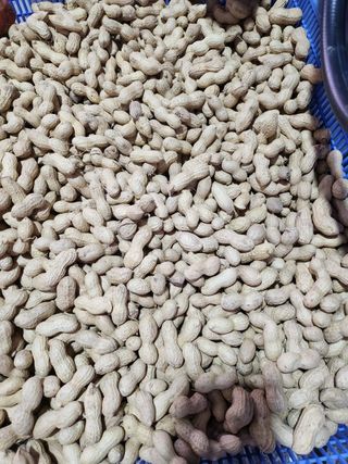 정대영님의 콩 · 자유게시판 작성글 사진