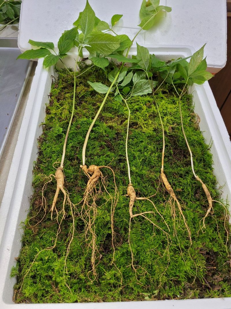 장터 상품 [산삼1세트 ] 썸네일