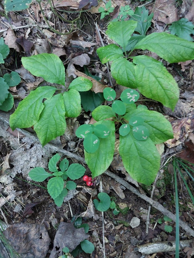 김봉호님의 장터 판매 상품 [산삼1세트 ] 첨부 사진