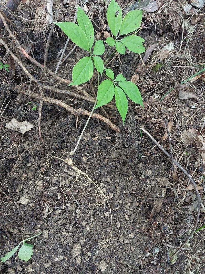 김봉호님의 장터 판매 상품 [산삼1세트 ] 첨부 사진