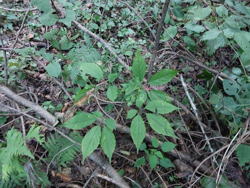 김봉호님의 장터 판매 상품 [산삼1세트 ] 첨부 사진