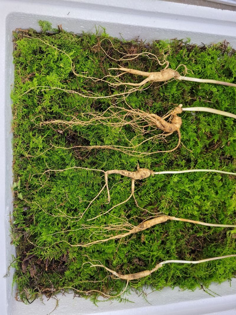 김봉호님의 장터 판매 상품 [산삼1세트 ] 첨부 사진