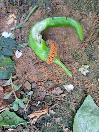 귀향인님의 고추 · 병해충상담 작성글 사진