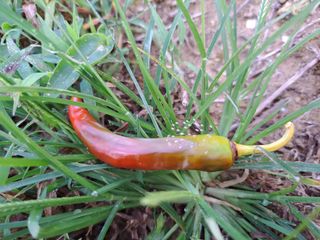 귀향인님의 고추 · 병해충상담 작성글 사진