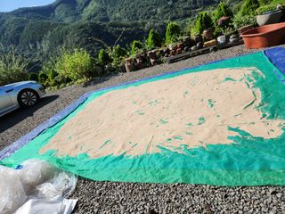 참깨.고추ㆍ박천제님의 9월 내 작물 자랑하기 · 참여글 작성글 사진