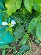 팜모닝 콩·자유게시판 게시글 이미지