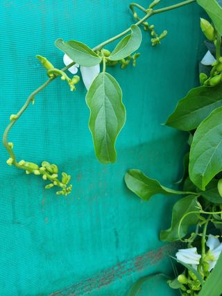 초보농사꾼님의 콩 · 자유게시판 작성글 사진