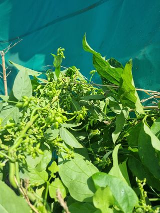 초보농사꾼님의 콩 · 자유게시판 작성글 사진