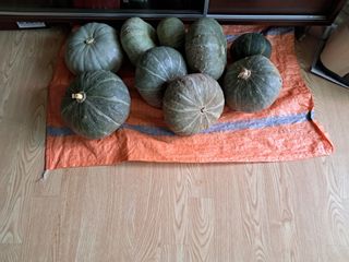 오이조아님의 9월 내 작물 자랑하기 · 참여글 작성글 사진