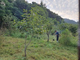 김영진님의 감 · 영농일지 작성글 사진